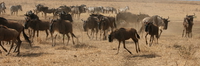 black bill ox peckers on cape buffalo Ngorongoro Crater, Arusha, East Africa, Tanzania, Africa
