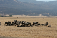 wildebeest resting Ngorongoro Crater, Arusha, East Africa, Tanzania, Africa