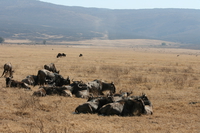 wildebeest family Ngorongoro Crater, Arusha, East Africa, Tanzania, Africa