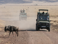 wildebeest crossing Ngorongoro Crater, Arusha, East Africa, Tanzania, Africa