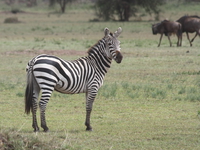 zebra on guard Mwanza, East Africa, Tanzania, Africa