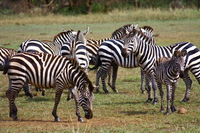 zebra socialize Mwanza, East Africa, Tanzania, Africa