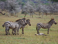 zebras Mwanza, East Africa, Tanzania, Africa