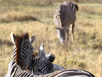 zebras kissing Ngorongoro Crater, Arusha, East Africa, Tanzania, Africa