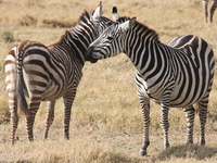 zebras smelling Ngorongoro Crater, Arusha, East Africa, Tanzania, Africa