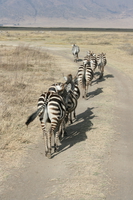 zebras line Ngorongoro Crater, Arusha, East Africa, Tanzania, Africa
