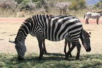 two headed zebra Ngorongoro Crater, Arusha, East Africa, Tanzania, Africa