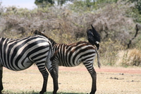 zebra and raven friend Ngorongoro Crater, Arusha, East Africa, Tanzania, Africa