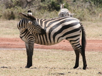 zebra hurt Ngorongoro Crater, Arusha, East Africa, Tanzania, Africa