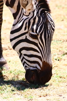 zebra head Ngorongoro Crater, Arusha, East Africa, Tanzania, Africa