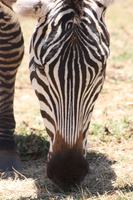 zebra nose Ngorongoro Crater, Arusha, East Africa, Tanzania, Africa