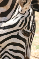 zebra eye Ngorongoro Crater, Arusha, East Africa, Tanzania, Africa