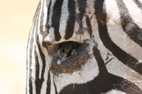 zebra eye wound Ngorongoro Crater, Arusha, East Africa, Tanzania, Africa