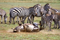 zebra roll roll roll Mwanza, East Africa, Tanzania, Africa