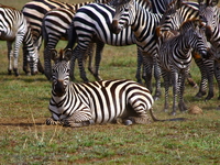 zebra roll Mwanza, East Africa, Tanzania, Africa