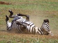 view--zebra roll roll roll Mwanza, East Africa, Tanzania, Africa