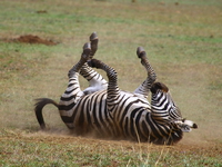 zebra roll Mwanza, East Africa, Tanzania, Africa
