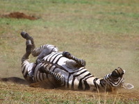 zebra roll roll Mwanza, East Africa, Tanzania, Africa