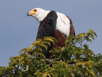 view--african fish eagle Murchison Falls, East Africa, Uganda, Africa