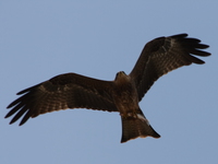 black african kite Bugala Island, East Africa, Uganda, Africa