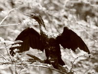 cormorant drying its wings Jinja, East Africa, Uganda, Africa