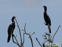 two cormorants Jinja, East Africa, Uganda, Africa