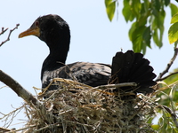 cormorant took over the nest of a egret Jinja, East Africa, Uganda, Africa