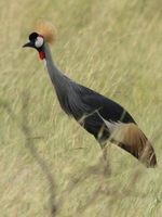 uganda crowned crane Murchison Falls, East Africa, Uganda, Africa