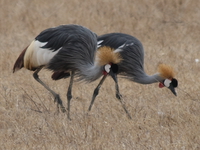 more crested crane Ngorongoro Crater, Arusha, East Africa, Tanzania, Africa