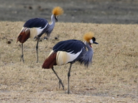crowned crane couple Ngorongoro Crater, Arusha, East Africa, Tanzania, Africa