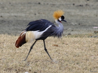 view--elegant crowned crane Ngorongoro Crater, Arusha, East Africa, Tanzania, Africa