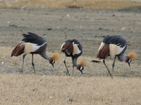 three crowned crane Ngorongoro Crater, Arusha, East Africa, Tanzania, Africa