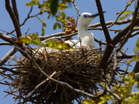view--baby little egret in nest Jinja, East Africa, Uganda, Africa