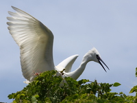 view--great egret takes off Jinja, East Africa, Uganda, Africa