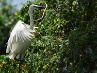 great egret Jinja, East Africa, Uganda, Africa