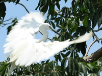 egret spread wings Jinja, East Africa, Uganda, Africa