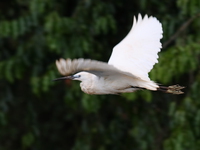 flying egret Jinja, East Africa, Uganda, Africa