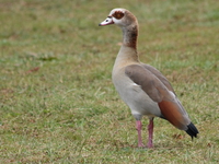 standing egyptian goose Bugala Island, East Africa, Uganda, Africa