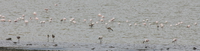 flamingo lake Ngorongoro Crater, Arusha, East Africa, Tanzania, Africa