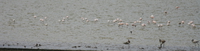 large group of flamingoes Ngorongoro Crater, Arusha, East Africa, Tanzania, Africa