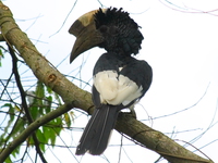 great ground hornbill Bugala Island, East Africa, Uganda, Africa