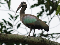 view--hadada ibis Bugala Island, East Africa, Uganda, Africa