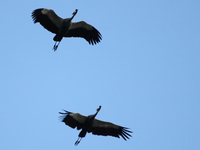 two marabou storks flying Jinja, East Africa, Uganda, Africa