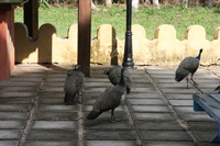 peacocks in prison Arusha, Zanzibar, East Africa, Tanzania, Africa