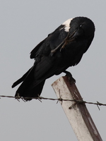 pied crow Bugala Island, Bukoba, East Africa, Uganda, Tanzania, Africa