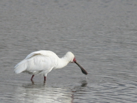 spoonbill searching for fish Ngorongoro Crater, Arusha, East Africa, Tanzania, Africa
