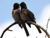 unknown love birds Serengeti, Ngorongoro, East Africa, Tanzania, Africa
