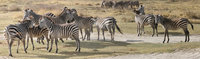 zebras of ngorongoro Ngorongoro Crater, Arusha, East Africa, Tanzania, Africa