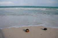 two coconut shells Diani Beach, East Africa, Kenya, Africa