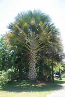 giant palm tree Mombas, East Africa, Kenya, Africa